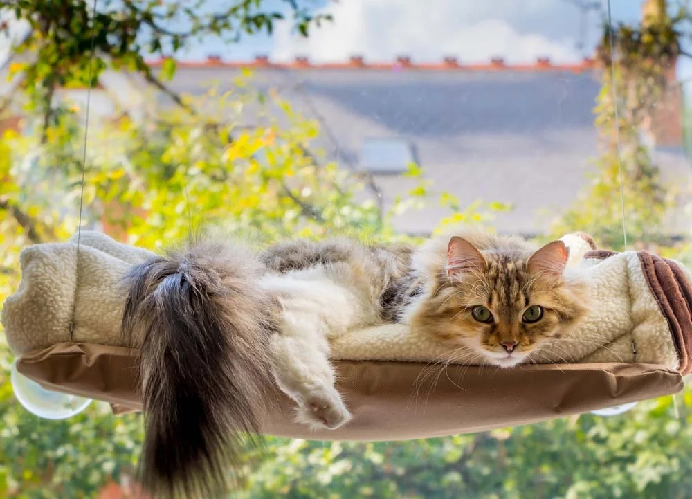 O gato Norueguês da Floresta é fã da cama suspensa, por ficar bem no alto