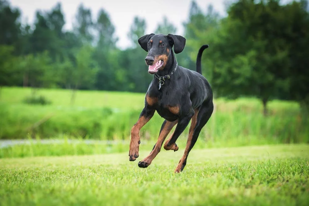 A raça de cachorro Doberman tem um físico bastante atlético e musculoso