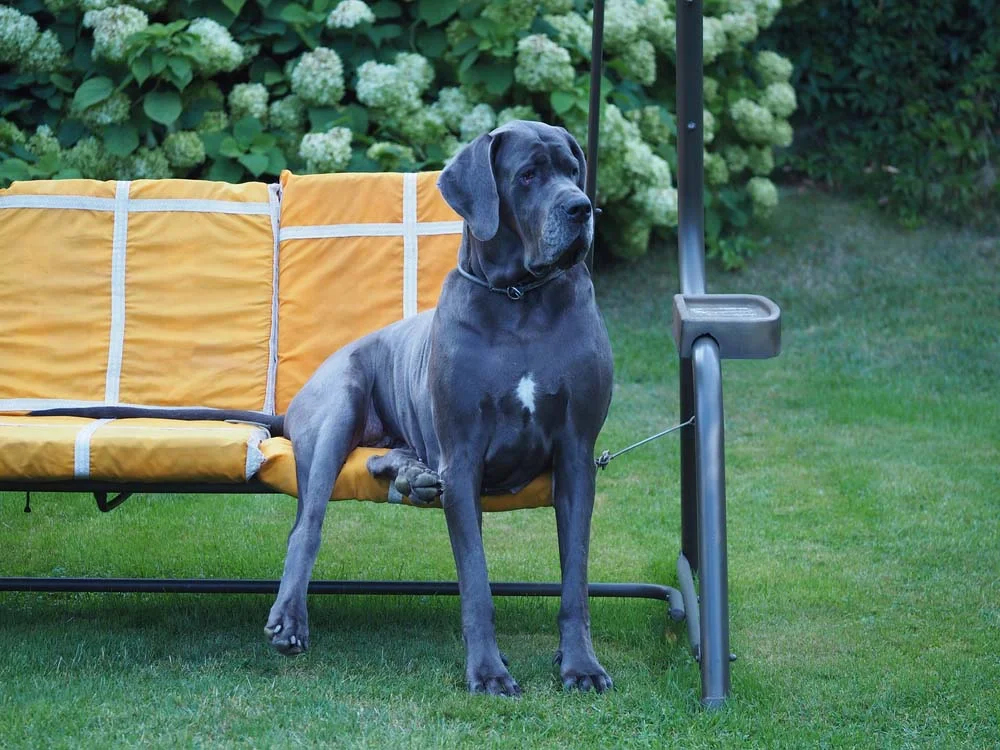O tamanho de um Dogue Alemão pode surpreender muitas pessoas