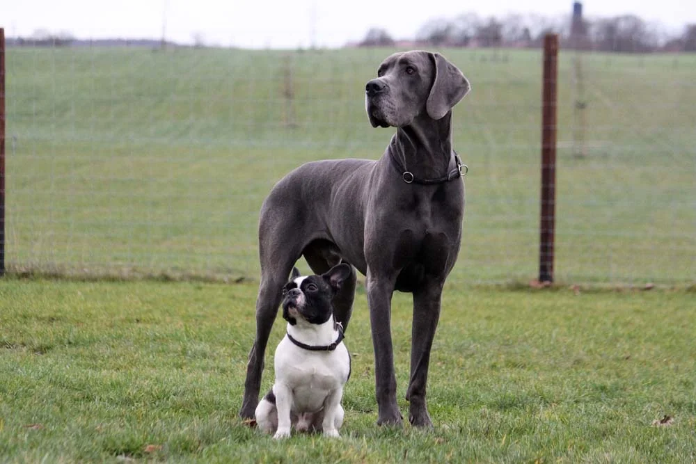 A diferença de tamanho entre um Dogue Alemão e um cão menor, como Bulldog, é gigante