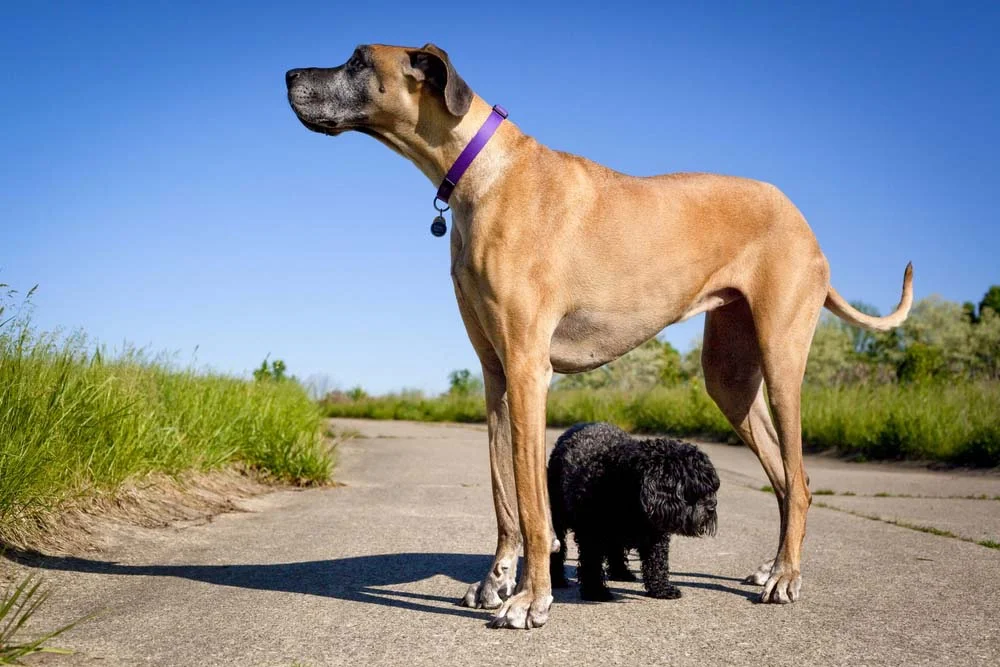 O maior cachorro do mundo tem um temperamento muito dócil e afetuoso