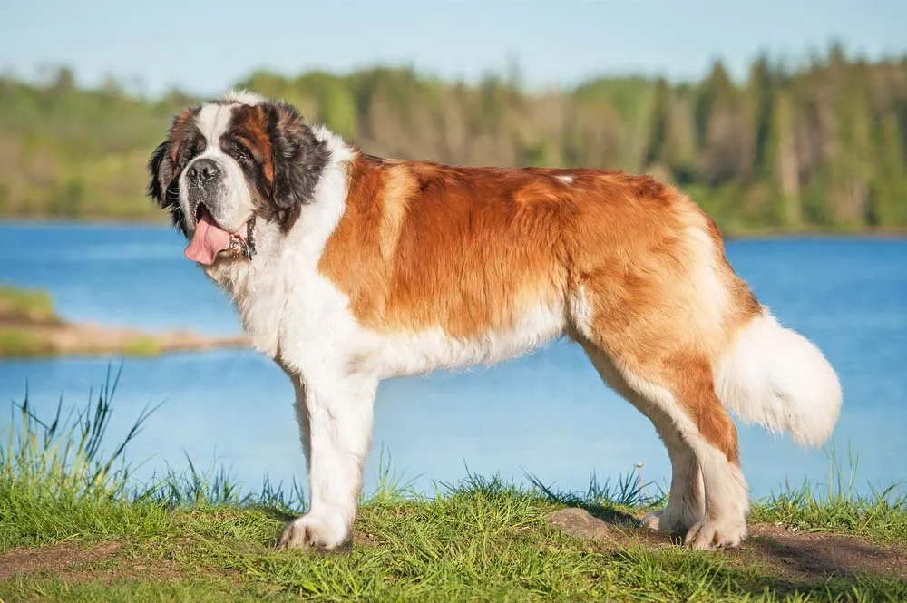 Uma das maiores raças de cachorro, o São Bernardo é um cão muito parceiro e amigável