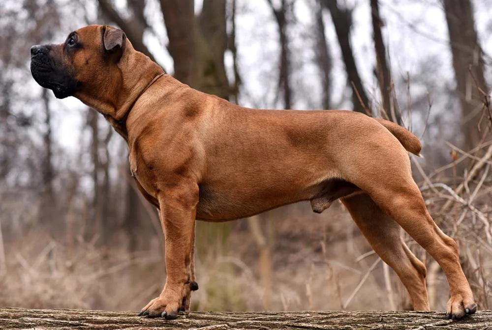 O Boerboel é um cachorro gigante africano com uma inteligência enorme