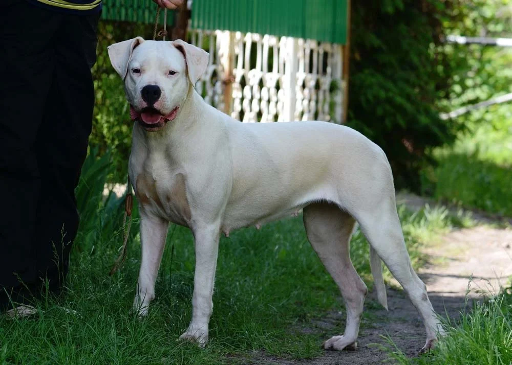 Para fechar a lista de cachorros gigantes, não poderia faltar o Dogo Argentino branco!