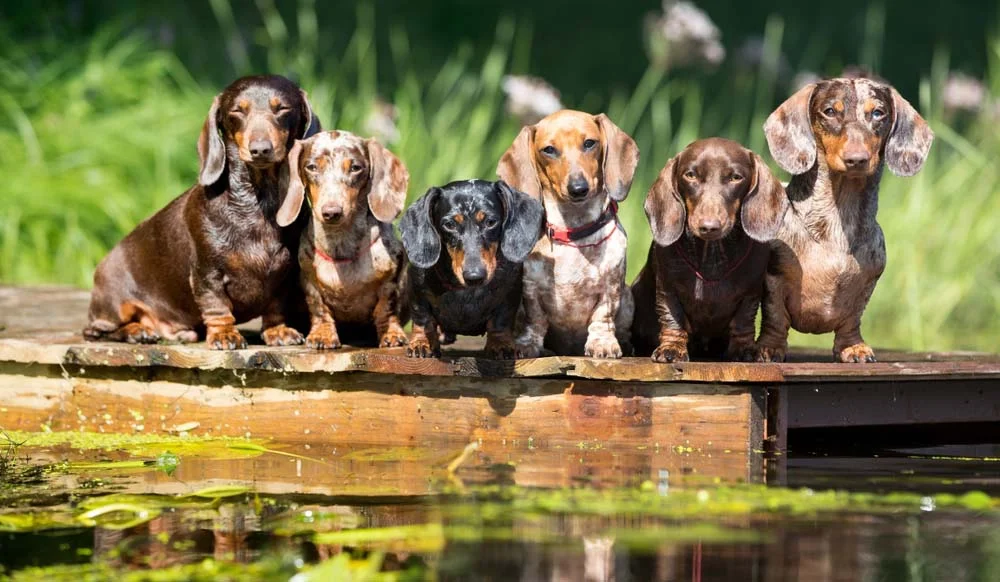 Vários cachorros Dachshund juntos de diferentes cores e tamanhos