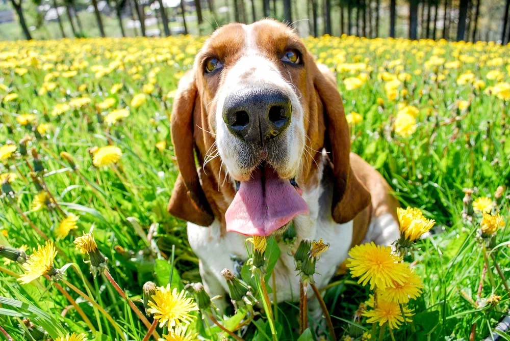 Basset Hound em campo florido com língua de fora