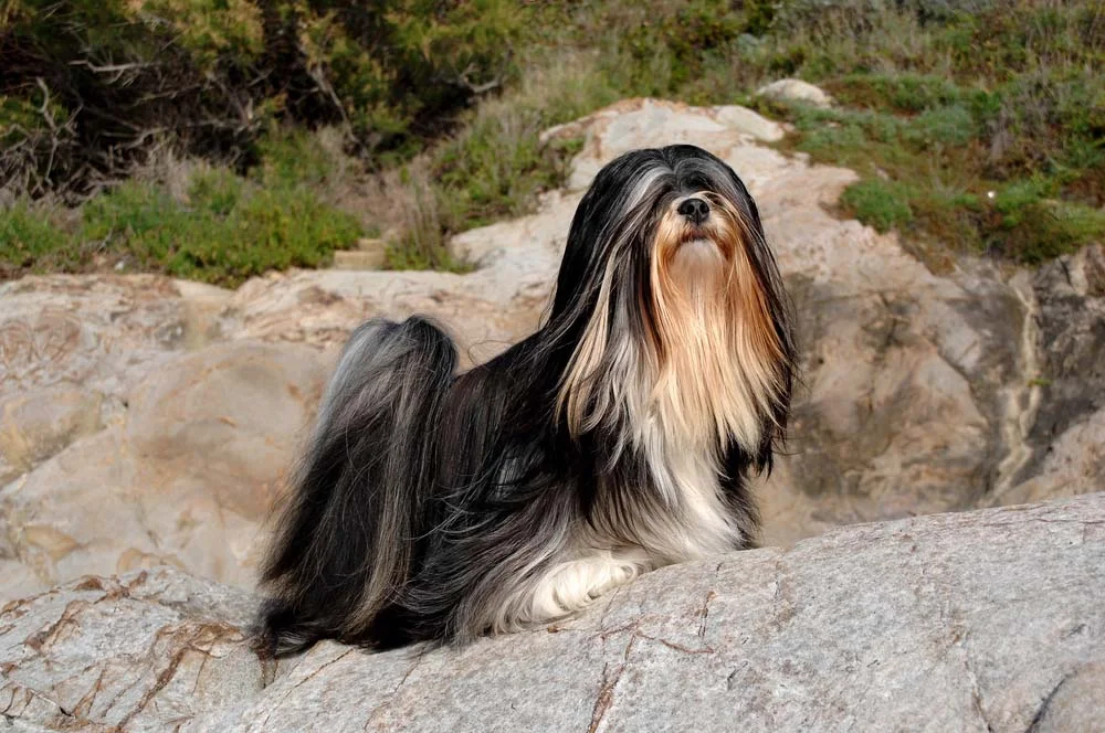 O cachorro da raça Lhasa pode ser bastante territorialista