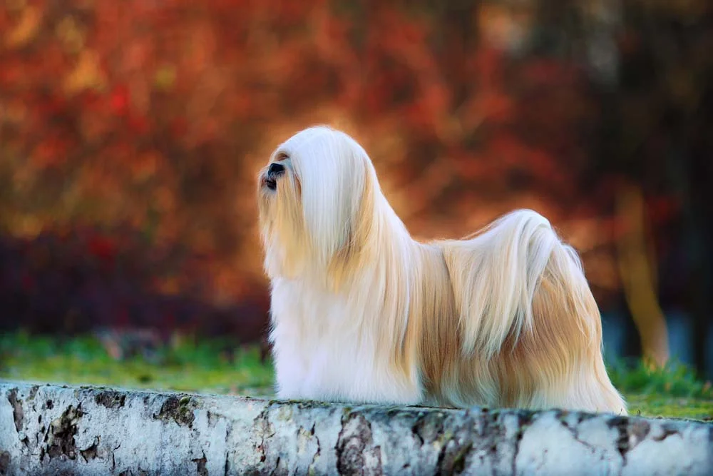 Lhasa Apso mini: características do cãozinho são firmes e obstinadas