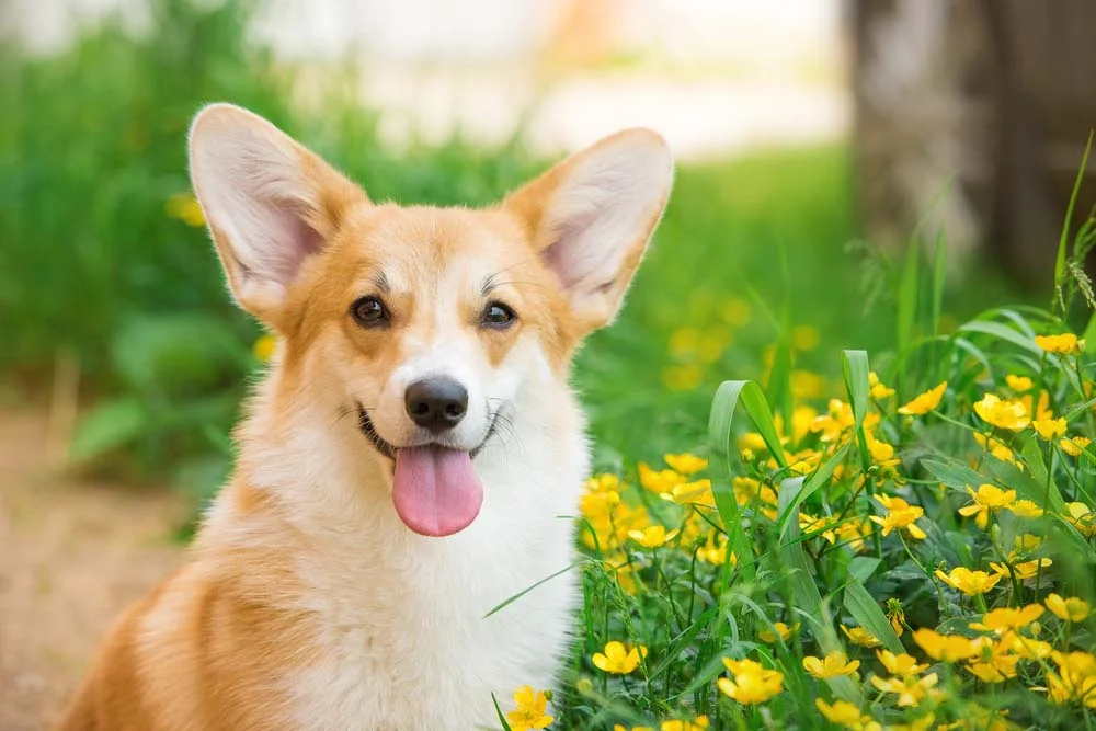 Os cachorros Corgi têm longas orelhas que precisam de cuidados específicos