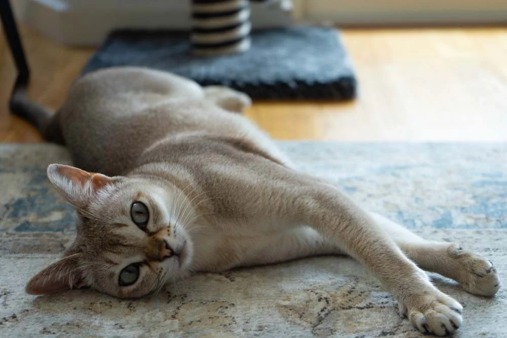 Raça de gato Singapura é carismático e sociável