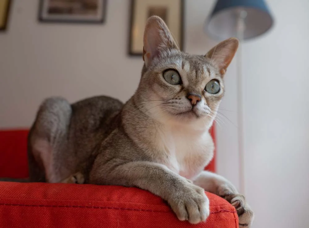 Gato Singapura: raça possui olhos marcantes, envoltos em um delineado natural