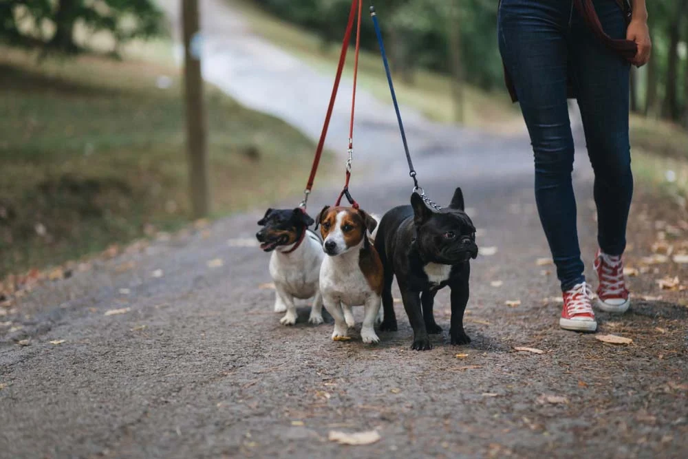 O passeio com cães pode ser um momento para você relaxar na companhia do seu amigo!