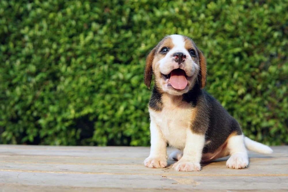 Beagle filhote com boca aberta
