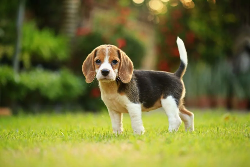 Beagle filhote andando no gramado