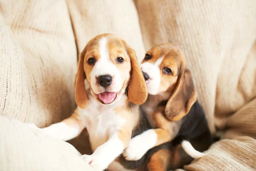 Dois Beagles filhotes juntos