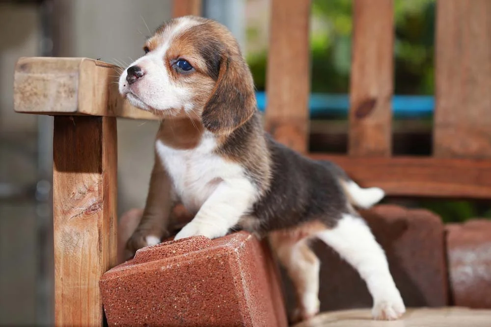 Beagle filhote em cima de banquinho