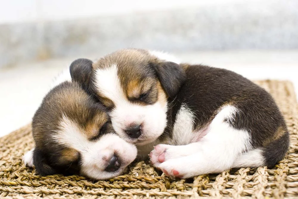 Dois filhotes de Beagle dormindo juntos