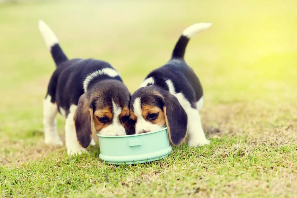 Dois filhotes de Beagle se alimentando
