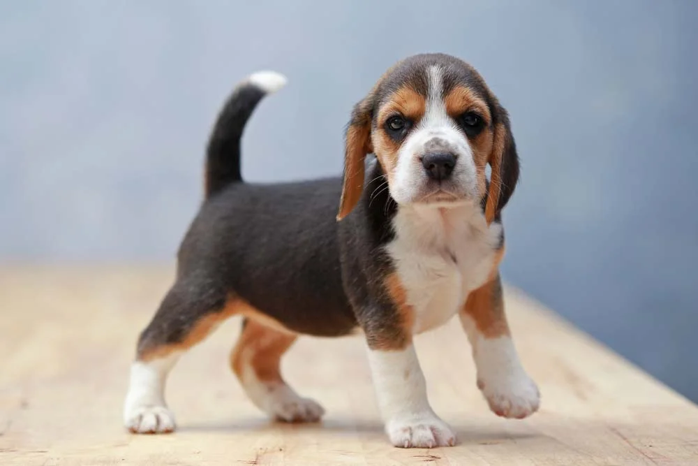 Beagle filhote em pé olhando para frente