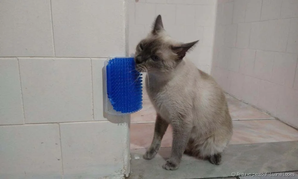 Escova para gatos: o brinquedo coçadinha é uma opção que massageia e remove a pelagem morta