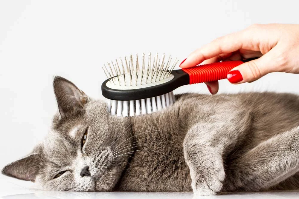 A escova para gatos dupla-face pode ser usada de duas formas diferentes