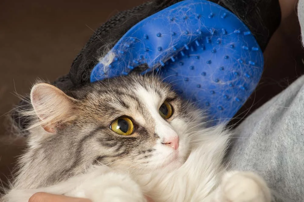 A luva para tirar pelo de gato é ideal para animais que se sentem incomodados com escovas comuns