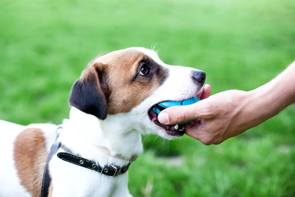 Uma prova de amor de cachorro é ele te chamar para brincar. Cães amam compartilhar momentos felizes com seus donos!