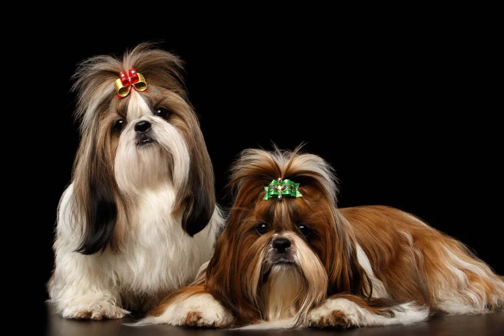 Cachorros com lacinho: o Shih Tzu é um dos grandes modelos desse acessório
