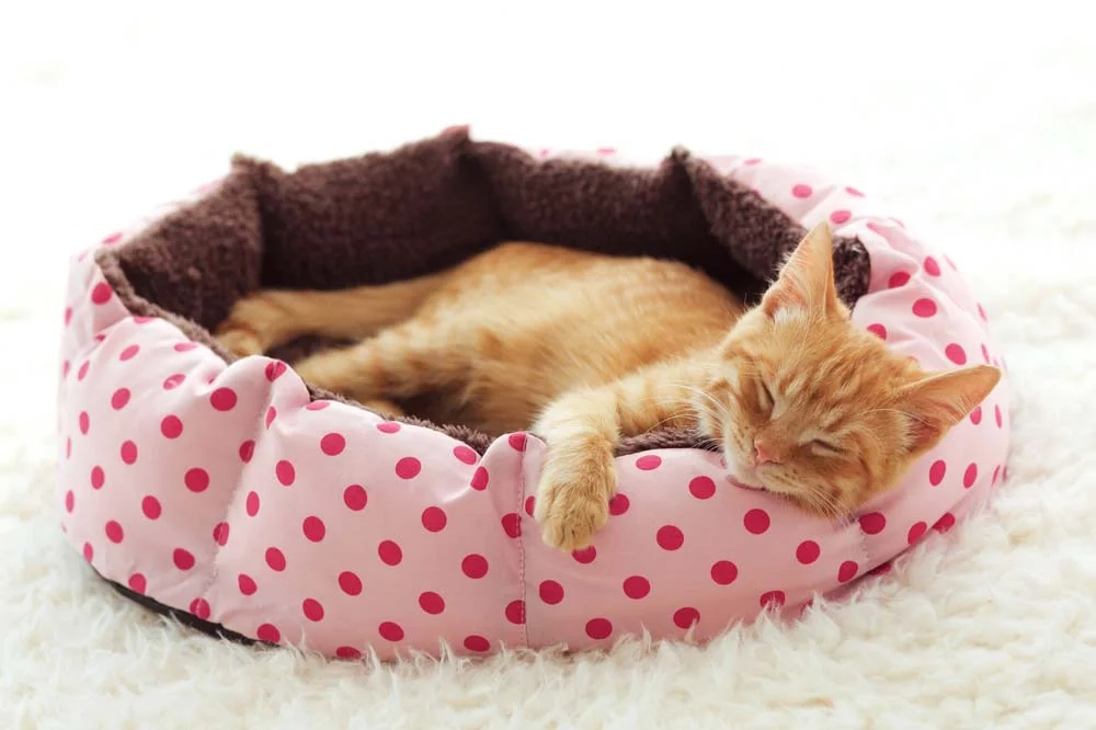 Cama para gato redonda é ideal para filhotes e aqueles que dormem enroladinhos