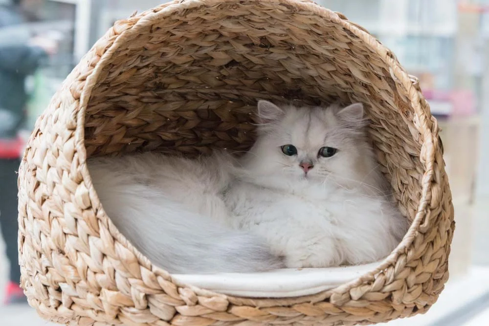 Cama para gato: iglus são ótimos para os felinos que gostam de se esconder!