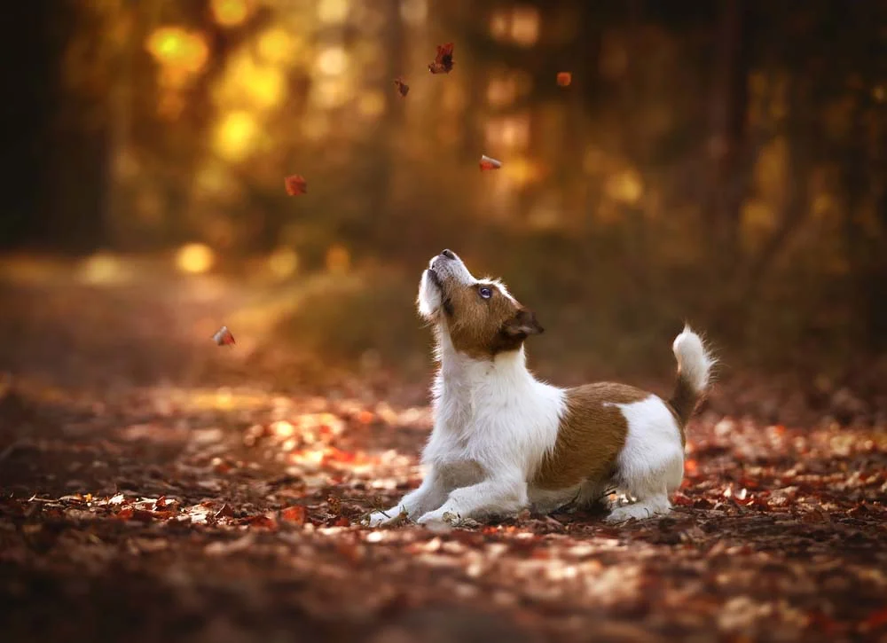 O último na lista de menores raças de cachorro pequeno é o Jack Russel Terrier