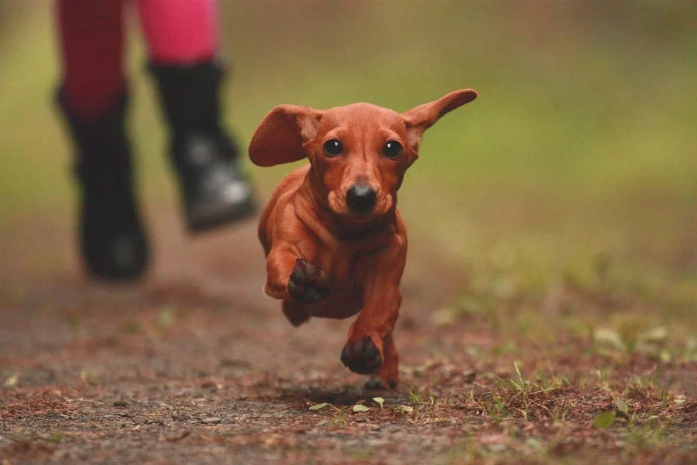 Os cachorros pequenos Dachshunds são companheiros e perfeitos para casas com crianças
