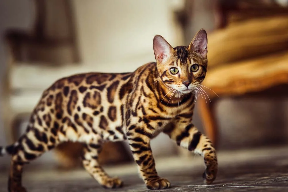 O Bengal é um gato doméstico tipo leopardo que é híbrido