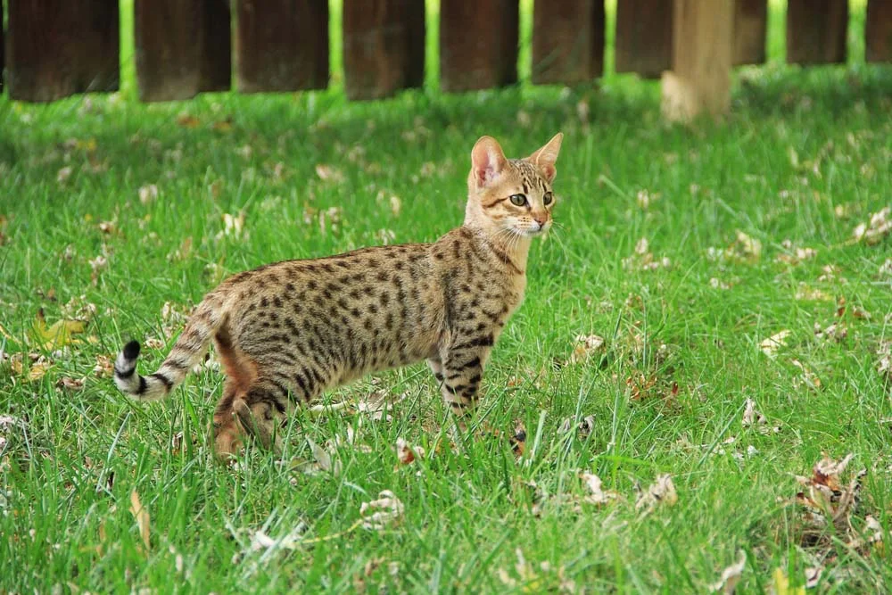 Outro gato híbrido é o Savannah, uma raça que é descendente do Serval Africano