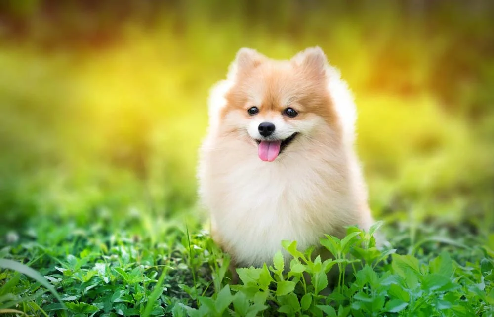 A segunda menor raça de cachorro do mundo é o Lulu da Pomerânia
