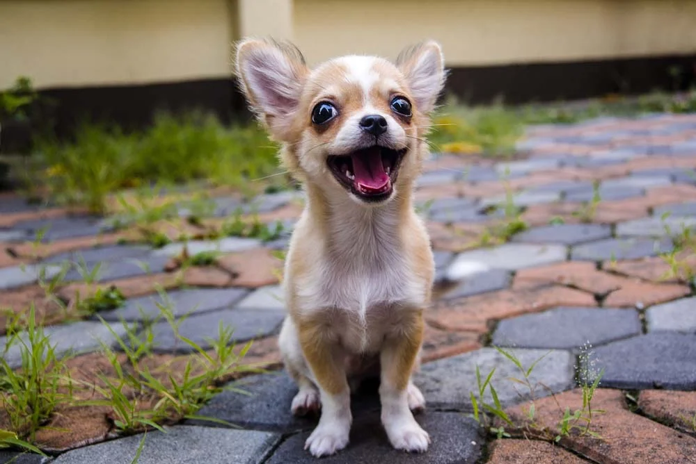 A menor raça de cachorro do mundo é o Chihuahua