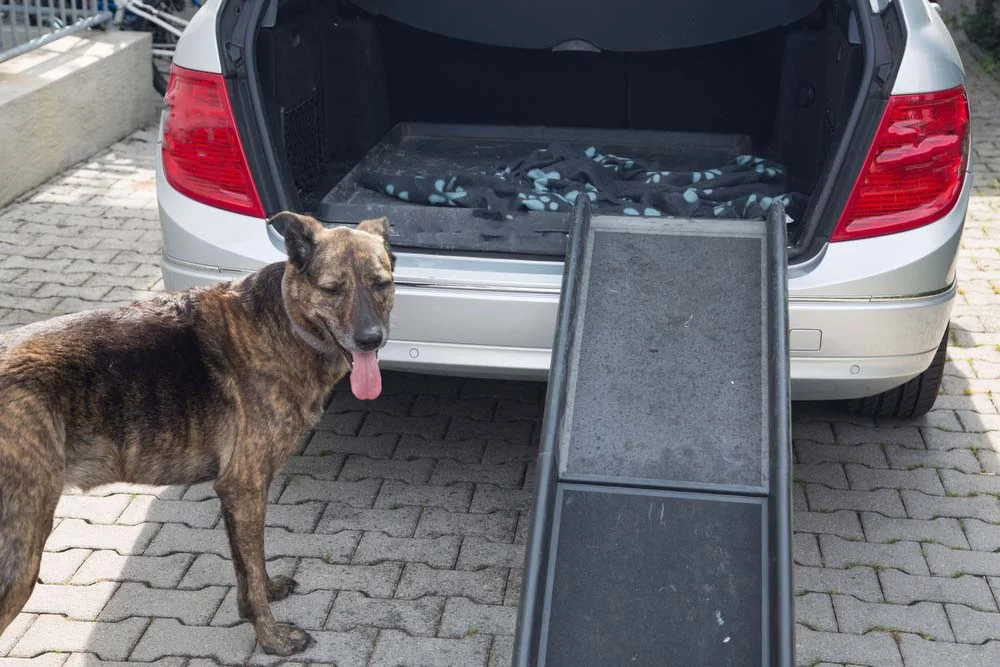 A rampa ou escada para cachorro pode ser muito útil se o seu peludo costuma andar de carro. O acessório minimiza o impacto ao subir e descer do automóvel.