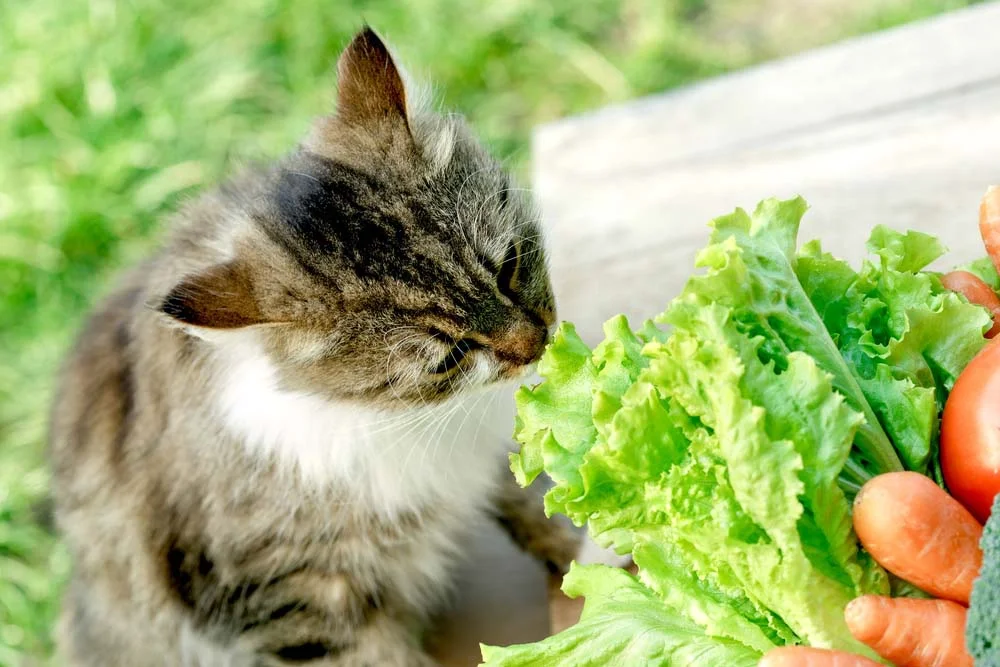 Os alimentos que gato pode comer precisam ser frescos e bem limpos. Afinal, seu felino merece o melhor, não é mesmo?!