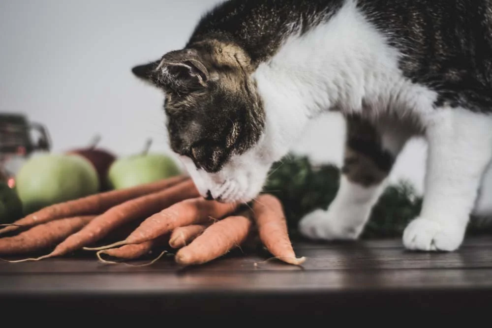 Cenoura, abóbora e batata doce são alguns legumes liberados para os gatinhos, mas precisam estar cozidos.