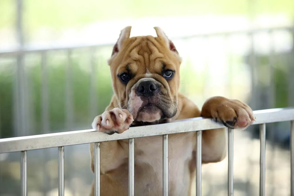 Não use o cercado para cachorro com punição. Em hipótese alguma!