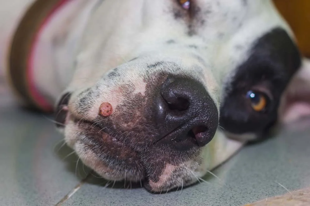 O papiloma canino pode afetar diferentes regiões do corpo, como boca e focinho