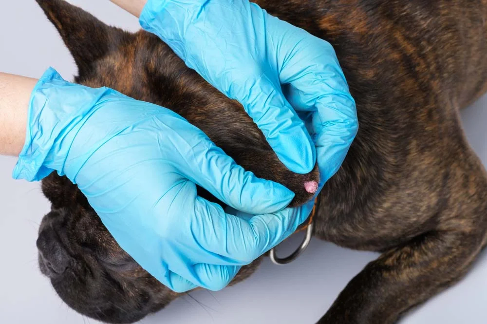 Papilomatose canina: tratamento depende de como a doença se manifesta