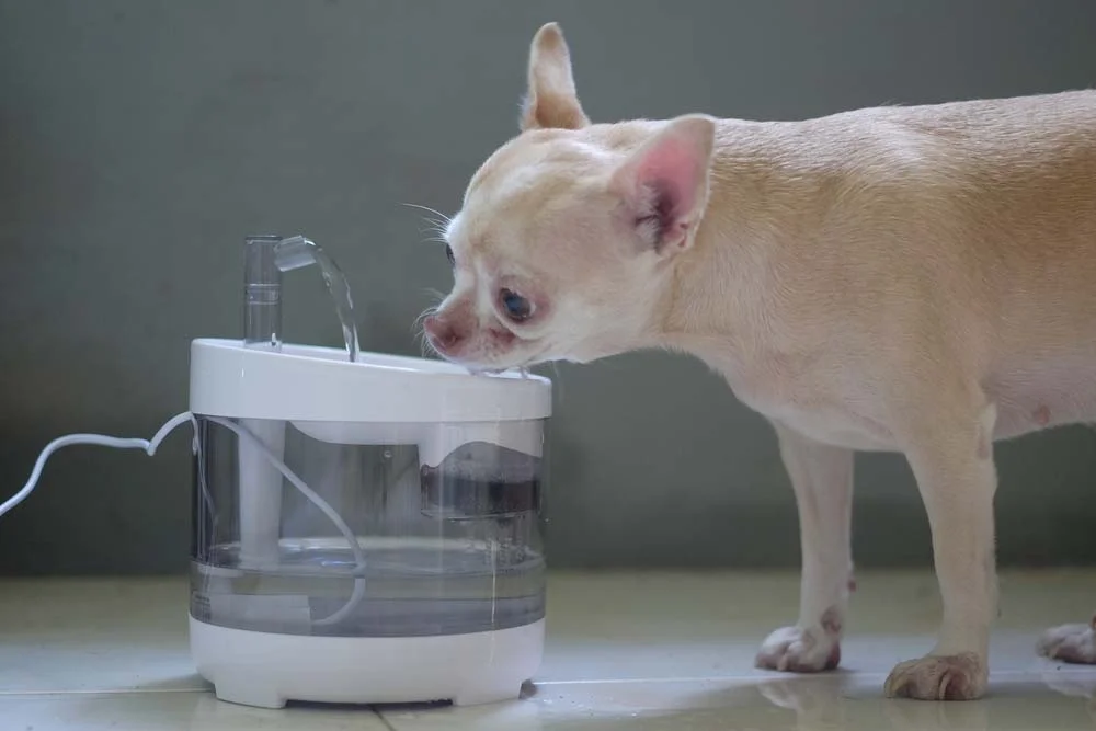 O bebedouro automático para cachorro pode ser no estilo fonte