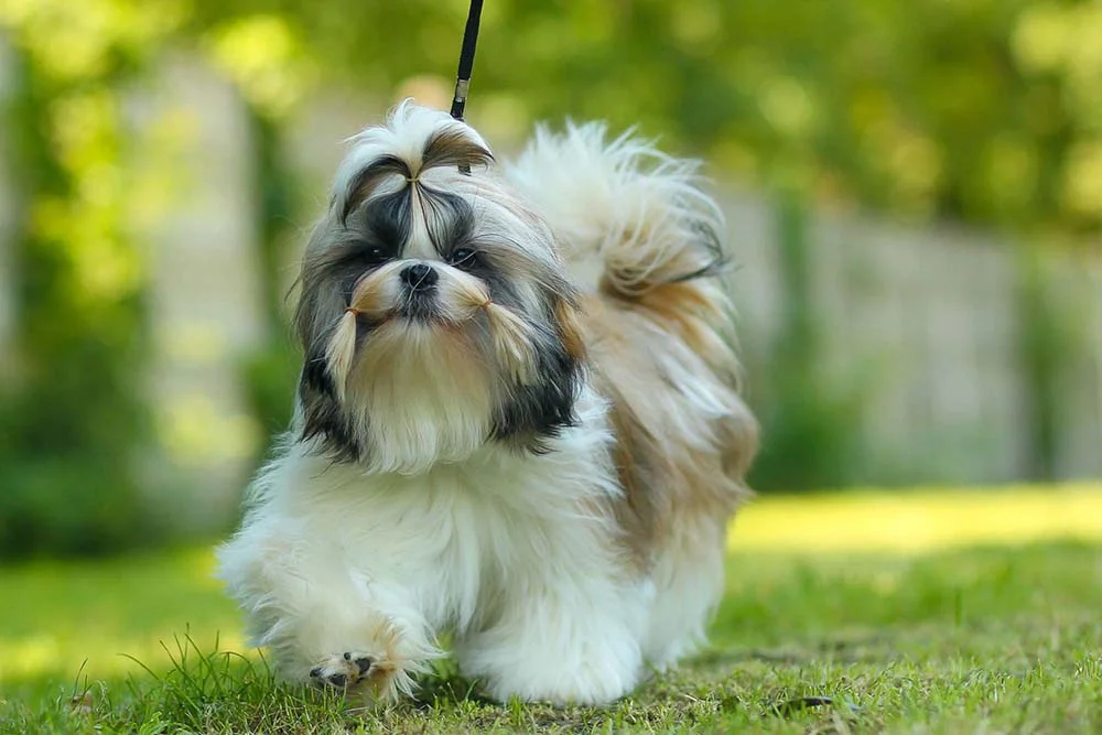 O cachorro Shih Tzu é braquicefálico e muito popular nos lares brasileiros
