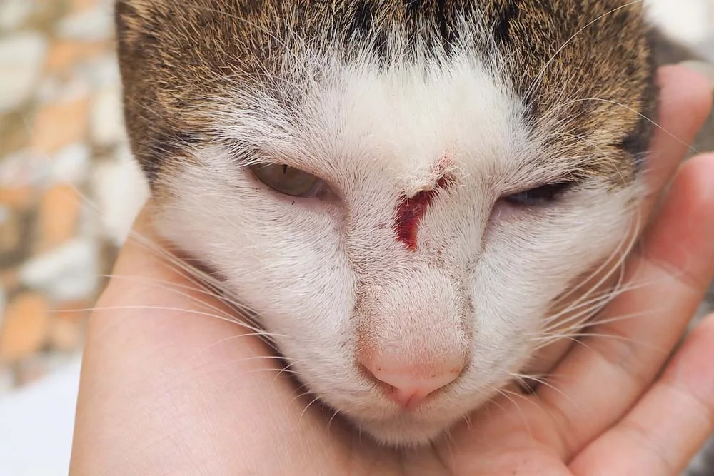 Esporotricose em gatos: imagens mostram como a doença inicia com feridas leves progridem rapidamente.