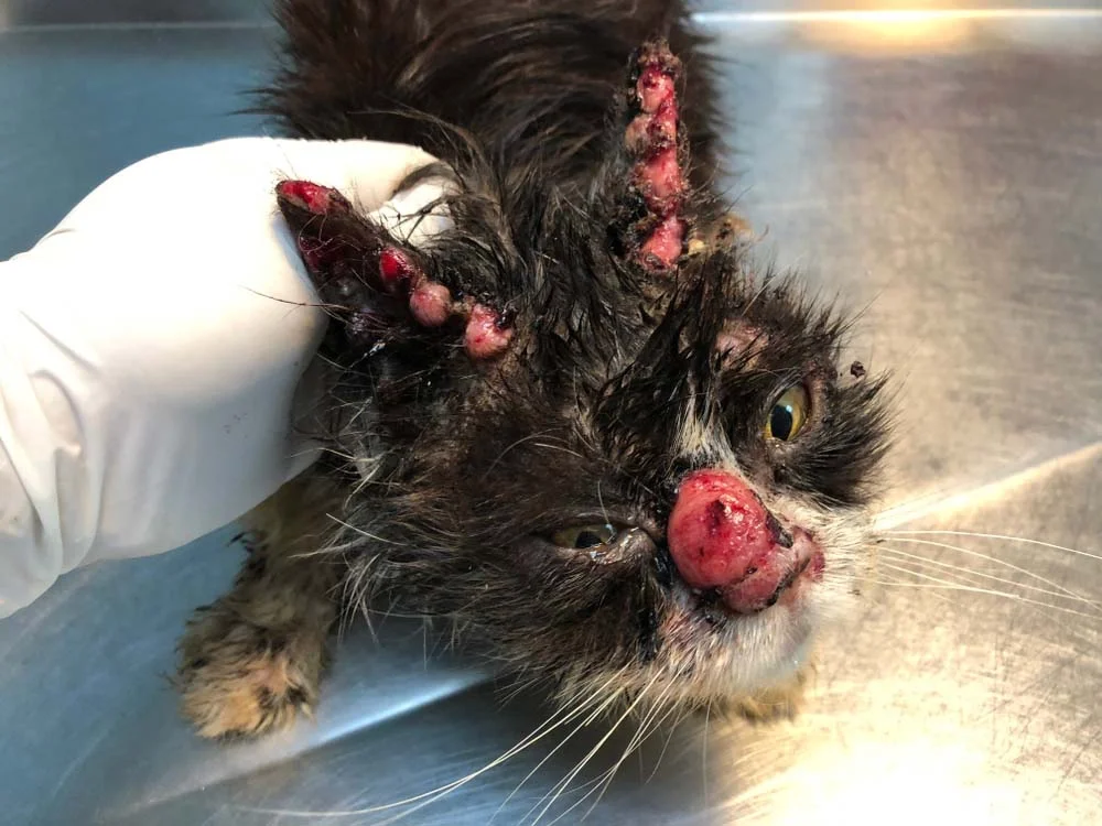 Nariz de palhaço: gato com esporotricose sofre com feridas na região que recebem esse nome