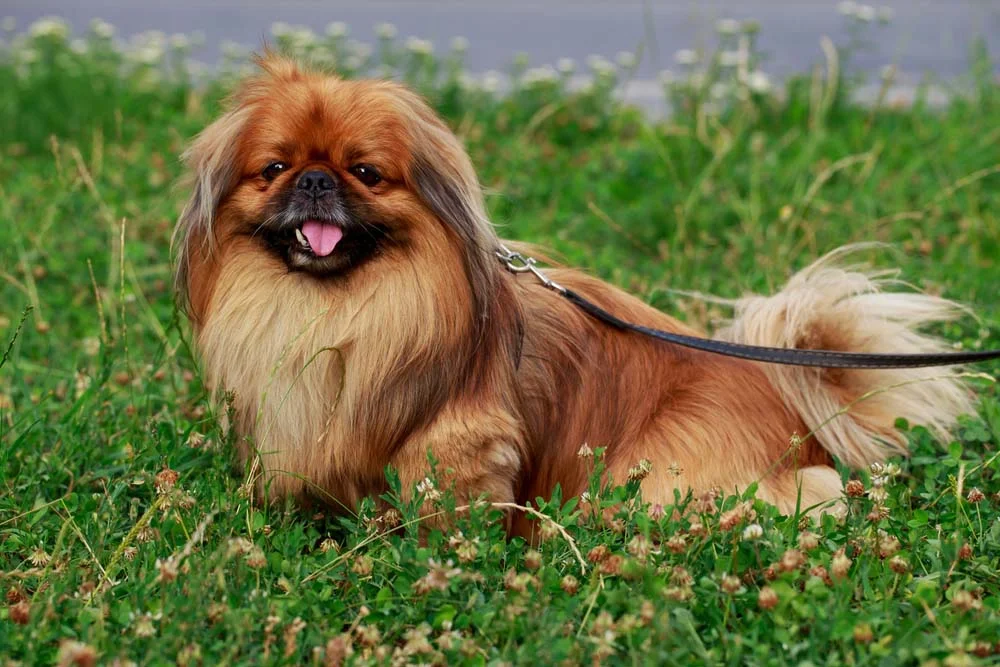 O cão Pequinês possui uma linda pelagem longa