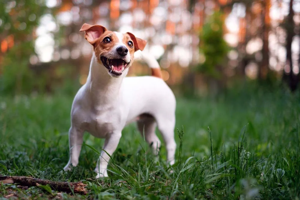 A raça Jack Russell Terrier possui muita energia para brincar