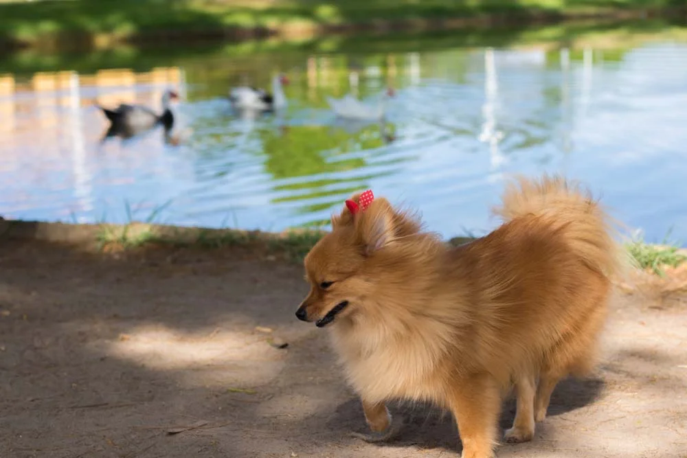 A raça Lulu da Pomerânia é um dos cachorros pequenos mais comuns
