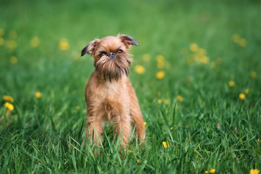 O Griffon de Bruxelas é um cãozinho charmoso e encatador